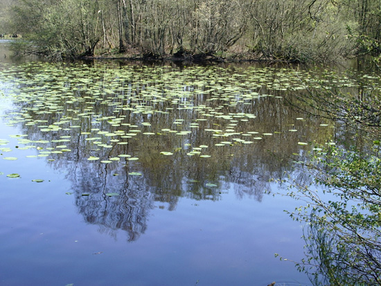 Foret de Rambouillet