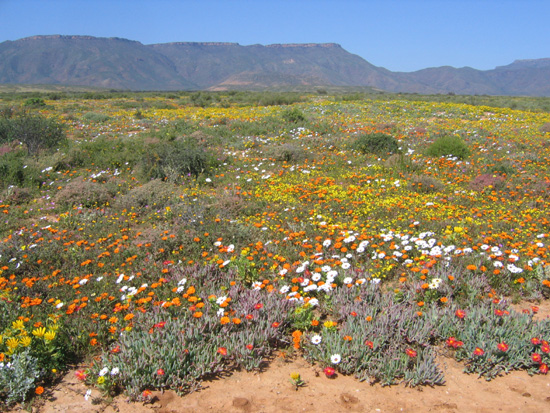 desert en fleur (Afrique du Sud)