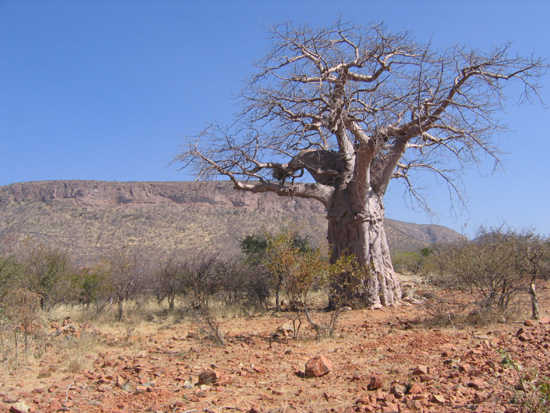 baobab
